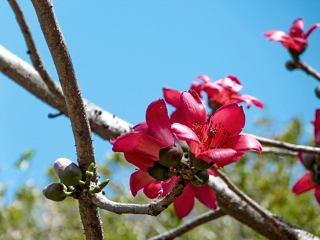 Vibrant flowers bloom on a tree against a clear blue sky in Durban's Botanic Gardens | MSC Cruises