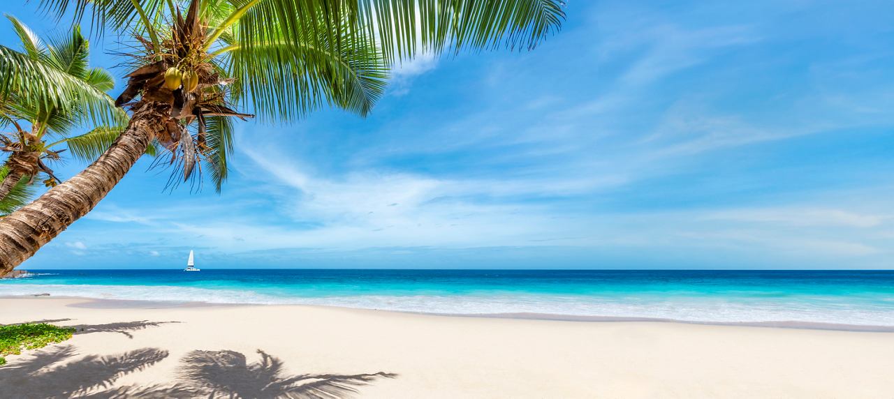 Ruhige Strandlandschaft mit Palmen und kristallklarem Wasser | MSC Cruises