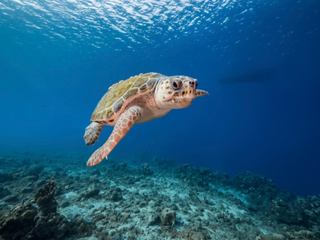 Eine Meeresschildkröte gleitet anmutig durch klares, blaues Wasser über ein Korallenriff in Barbados | MSC Cruises
