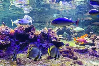 Une scène sous-marine vibrante avec des poissons colorés nageant parmi les coraux dans un aquarium | MSC Croisières