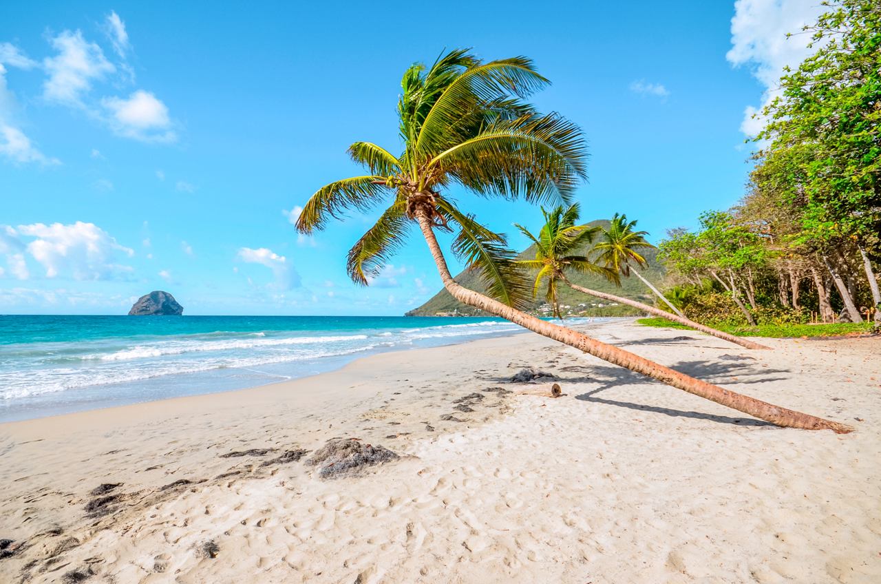 Ein ruhiger Strand in Martinique mit Palmen, goldenem Sand und einem schönen Meerblick unter einem klaren blauen Himmel | MSC Cruises