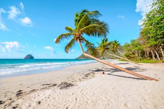 A serene beach in Martinique with palm trees, golden sand, and a beautiful sea view under a clear blue sky | MSC Cruises