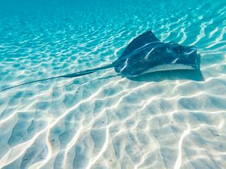 A stingray gliding gracefully over sandy ocean floor in Grand Cayman’s clear waters | MSC Cruises