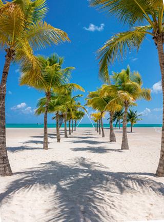 Ein friedlicher Strandweg, gesäumt von Palmen unter einem klaren blauen Himmel | MSC Cruises