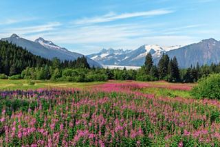 Glaciar Mendenhall con flores de fuego, Juneau | MSC Cruceros