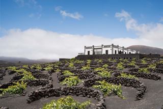 Vineyard landscape in La Geria, Lanzarote, showcasing lush greenery against volcanic soil and a distant building | MSC Cruises