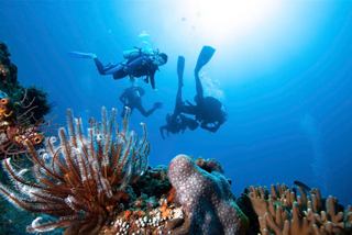 A group of divers explores a colorful underwater world | MSC Cruises