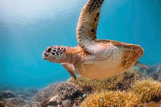A sea turtle swims among beautiful corals in crystal clear water | MSC Cruises