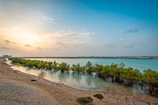 A serene landscape of mangroves along the coast of Sir Bani Yas Island in the United Arab Emirates | MSC Cruises