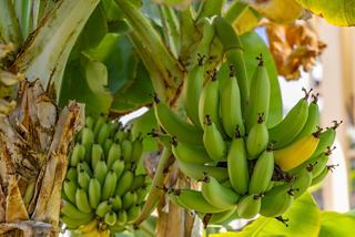 Green bananas grow on a plantation in Tenerife, Canary Islands | MSC Cruises