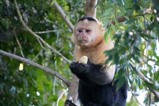 Un mono posado en una rama de árbol en el entorno exuberante del lago Gatún, Panamá, muestra las maravillas de la naturaleza | MSC Cruceros
