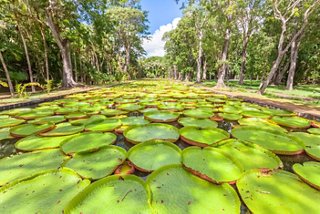 estanque de gigantes lirios de agua en el Jardín Botánico de Pamplemousses, Mauricio | MSC Cruceros