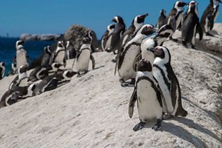 Los pingüinos africanos están alineados junto a las rocas en la playa de Ciudad del Cabo | MSC Cruceros