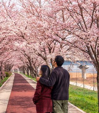 A couple strolls along a cherry blossom-lined path in South Korea, enjoying the beauty of springtime | MSC Cruises