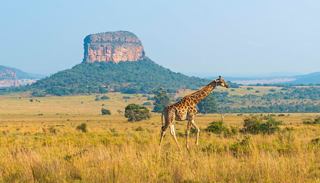 Una jirafa deambula con gracia por el paisaje de la sabana de la Reserva de Safari Entabeni en Sudáfrica | MSC Cruceros