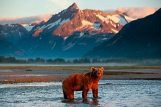 Un oso grizzly pesca en la bahía de Kukak con montañas iluminadas por el amanecer al fondo | MSC Cruceros