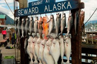 Un marché aux poissons animé à Seward, en Alaska, présentant une variété de poissons fraîchement pêchés | MSC Croisières