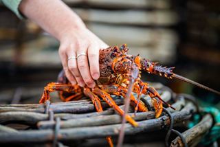 Écrevisses sur un casier à homards, États-Unis | MSC Croisières
