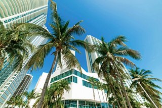 Una vista vibrante de palmeras contra un cielo azul claro en el centro de Miami | MSC Cruceros