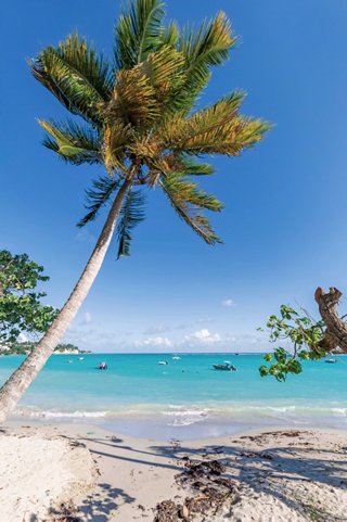 Eine ruhige Aussicht auf den Strand La Datcha in Guadeloupe, mit einer hohen Palme und ruhigem türkisfarbenem Meer | MSC Cruises