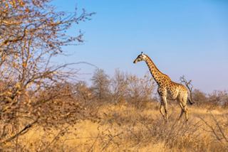 Una jirafa se encuentra con gracia entre los árboles bajo un cielo claro en la Reserva Timbavati, Sudáfrica | MSC Cruceros