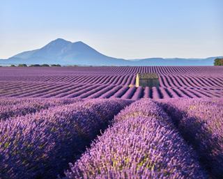 Champs de lavande en Provence avec des montagnes en arrière-plan, créant une atmosphère paisible | MSC Croisières