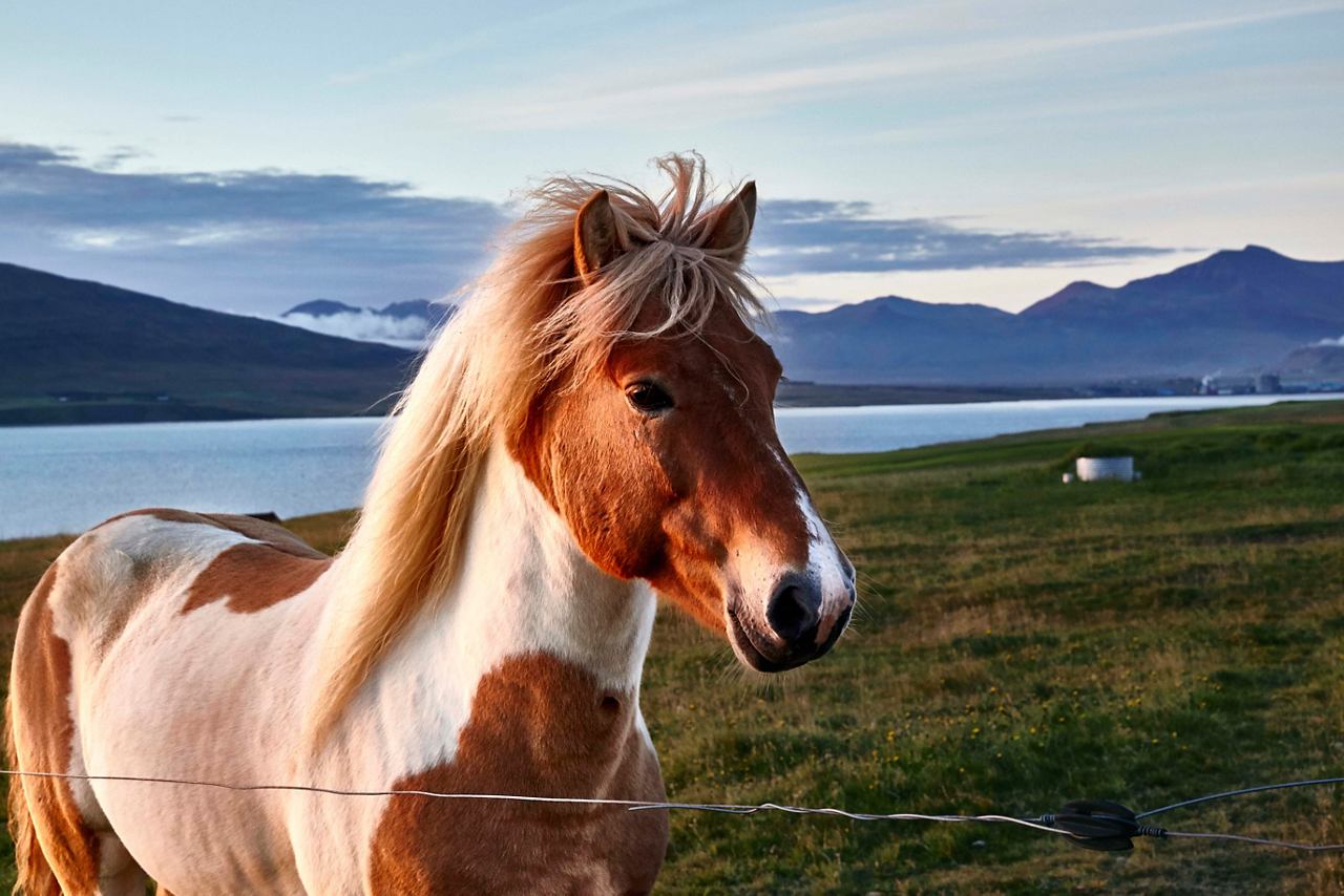 Un hermoso caballo se encuentra contra un fondo de montañas y mar en Islandia, simbolizando la aventura en el norte de Europa | MSC Cruceros