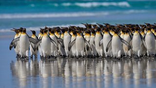 A group of penguins gathered on a beach in the Falkland Islands, showcasing their unique charm and natural habitat | MSC Cruises