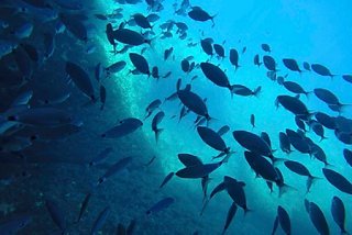 A vibrant underwater scene featuring schools of fish swimming in the clear waters of Bermuda | MSC Cruises
