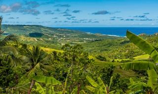 Lush green landscape with palm trees and a view of the Caribbean Sea under a bright blue sky | MSC Cruises