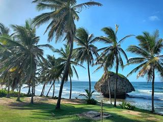 Lush palm trees swaying by the serene sea and rocky coastline of Bathsheba Beach in Barbados | MSC Cruises