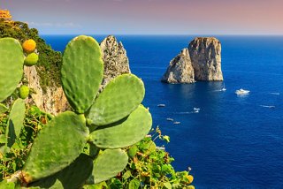 Lush green cactus in the foreground with the stunning coastline of Capri and the Mediterranean Sea in the background | MSC Cruises