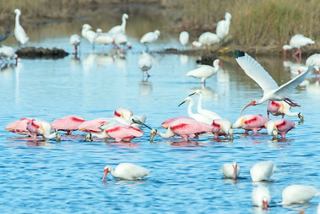Une scène vibrante d'oiseaux échassiers dans un habitat humide naturel au Merritt Island National Wildlife Refuge | MSC Croisières