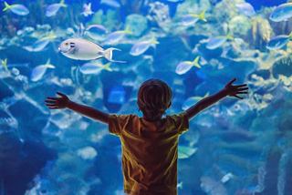 Un bambino si trova con le braccia aperte davanti a un grande acquario pieno di pesci colorati | MSC Crociere