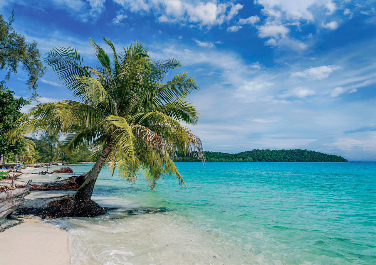 Beach with a palm tree and blue sea under a sunny sky in Cambodia | MSC Cruises