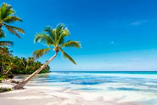 Crystal-clear sea and palm trees on the beach in the Dominican Republic | MSC Cruises