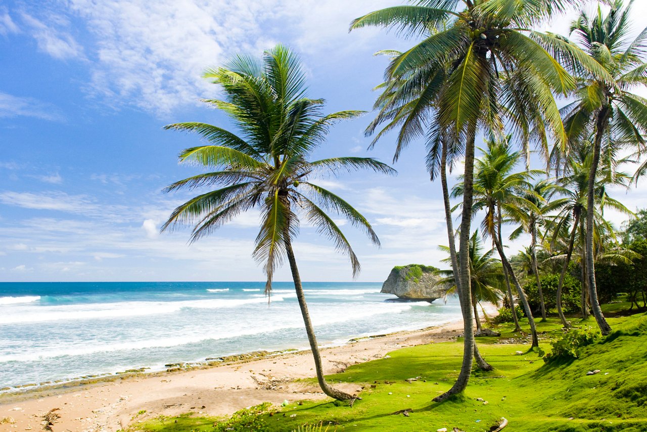 Strand mit Palmen, Felsen und Sand an der Küste von Barbados | MSC Cruises