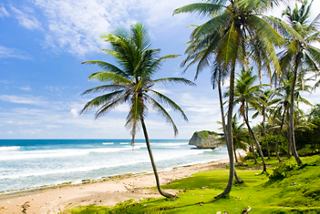 Strand mit Palmen, Felsen und Sand an der Küste von Barbados | MSC Cruises