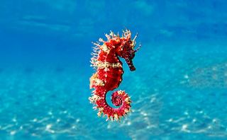 Un hippocampe vibrant nage gracieusement dans des eaux bleu clair, mettant en valeur la beauté et la diversité de la vie marine | MSC Cruises