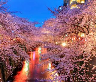 Des cerisiers illuminés au crépuscule créent un chemin serein dans le paysage printanier enchanteur de Tokyo | MSC Cruises