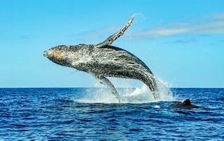Dolphin leaps above the water, showcasing its grace and strength | MSC Cruises